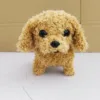 Teddy dog